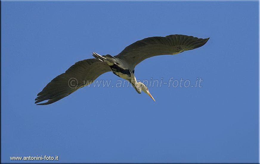 Airone Cenerino