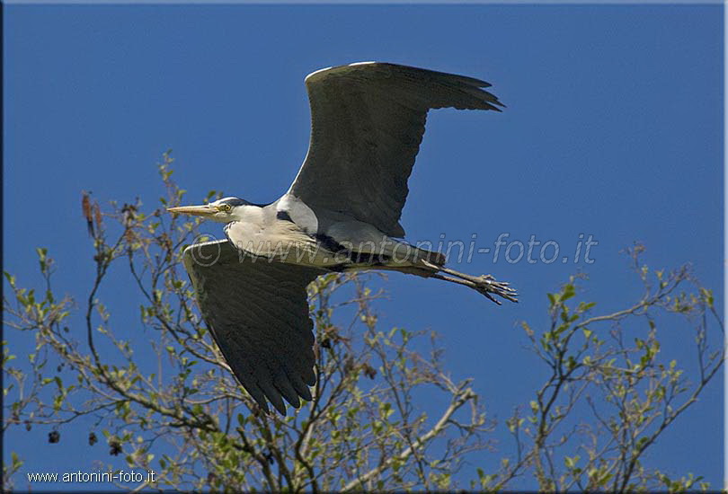 Airone Cenerino