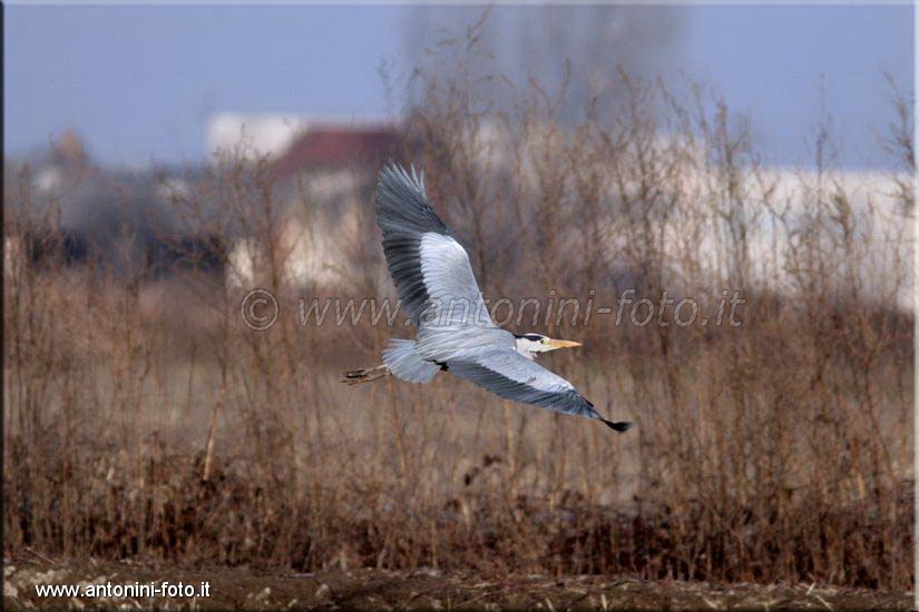 Airone Cenerino