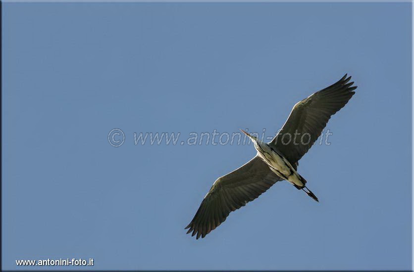 Airone Cenerino