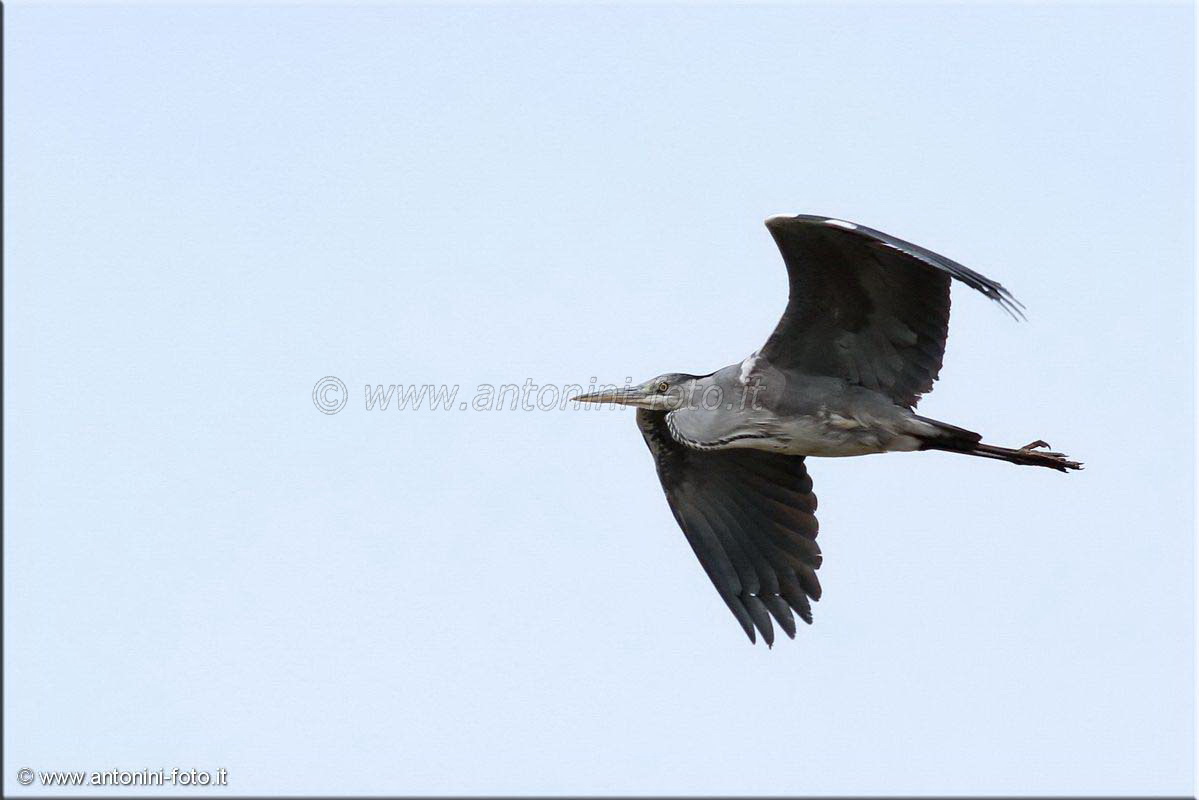 Airone Cenerino