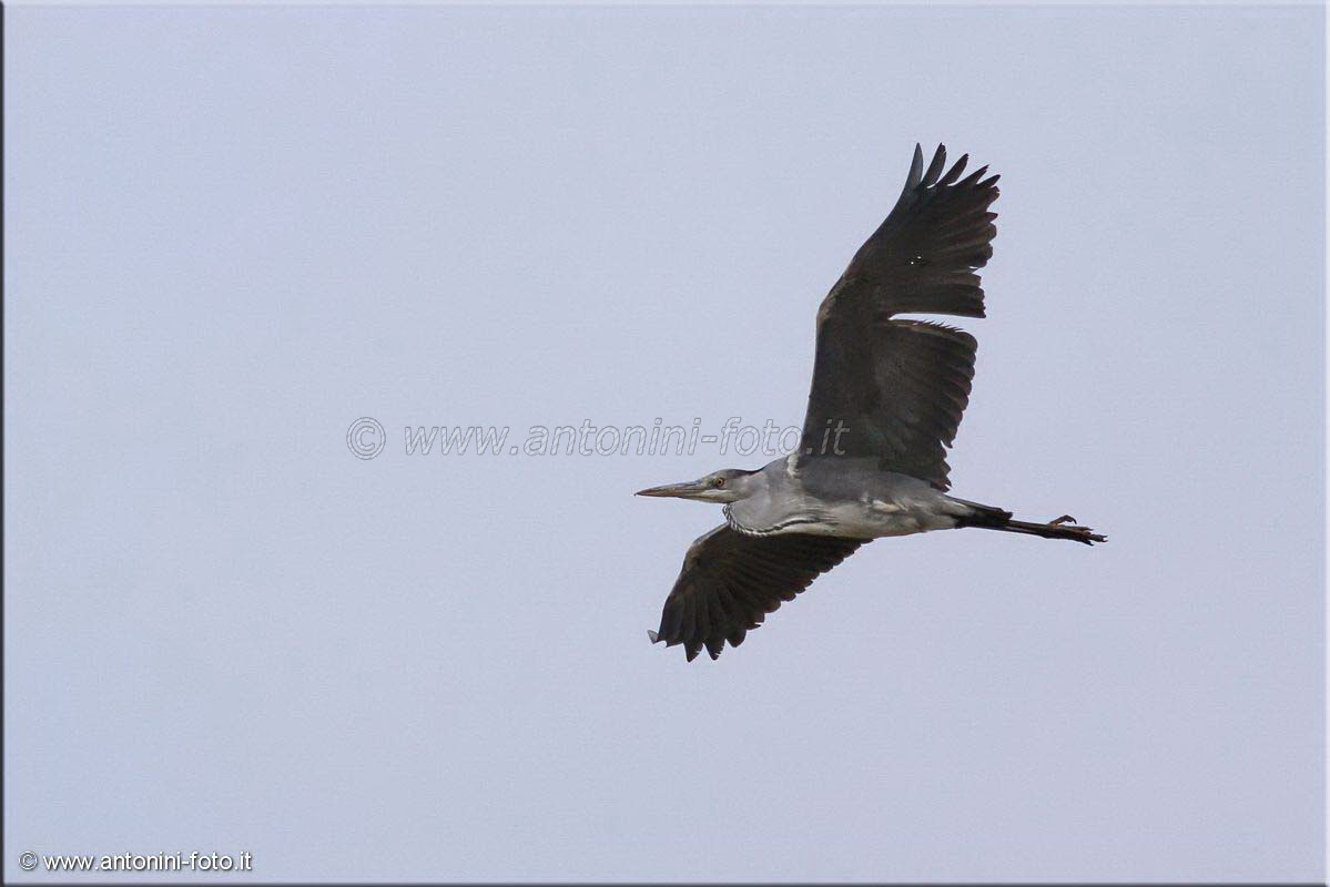 Airone Cenerino