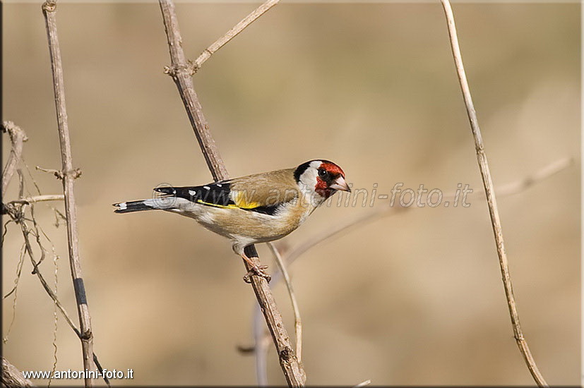 Cardellino