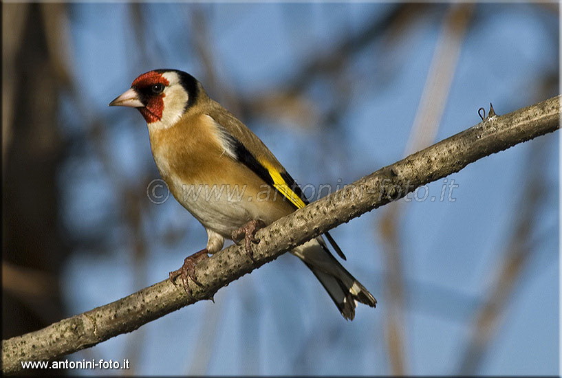Cardellino