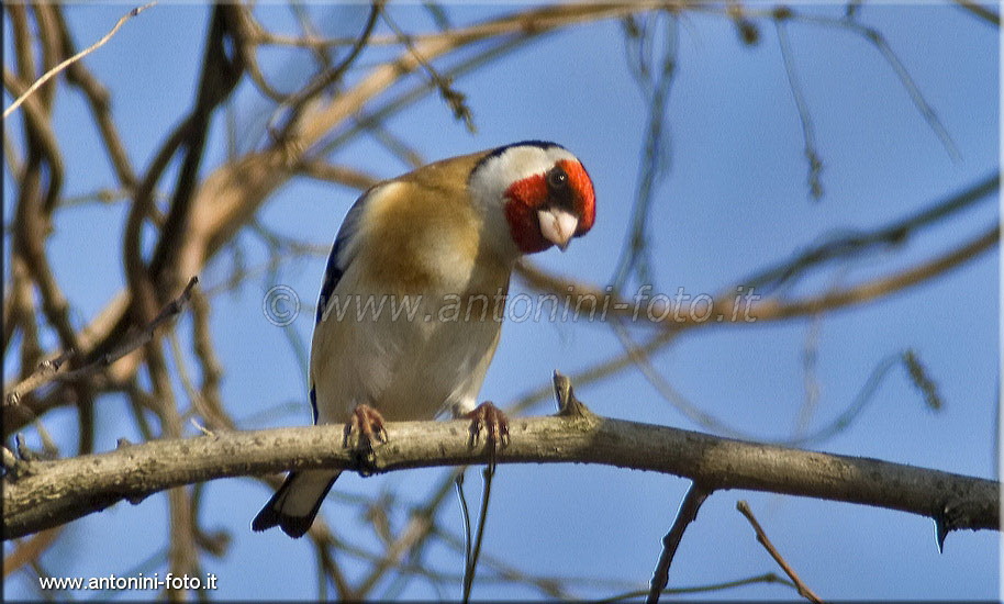 Cardellino