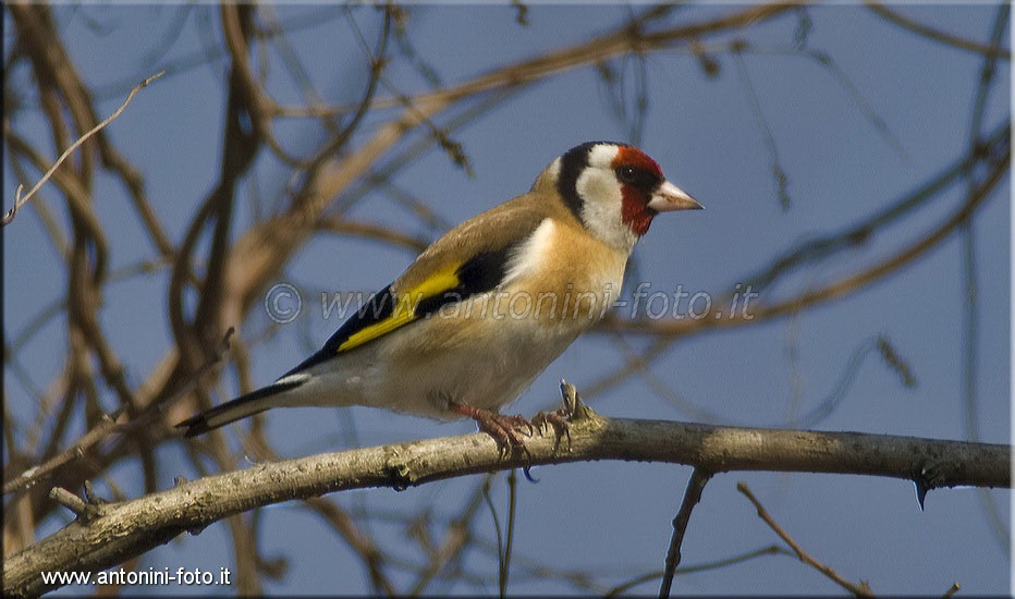 Cardellino