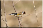 Cardellino