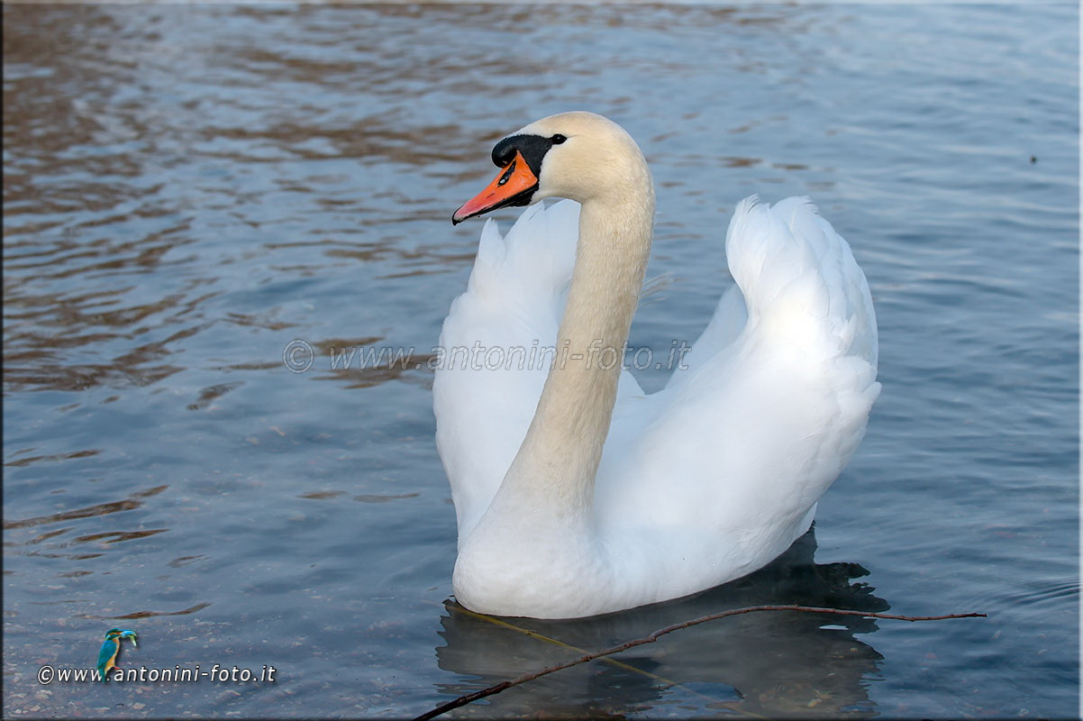 Cigno