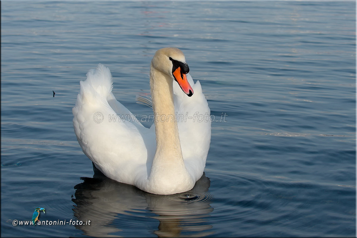Cigno