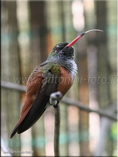 Colibrì