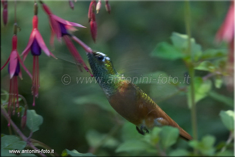 Colibrì