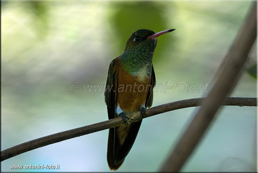 Colibrì