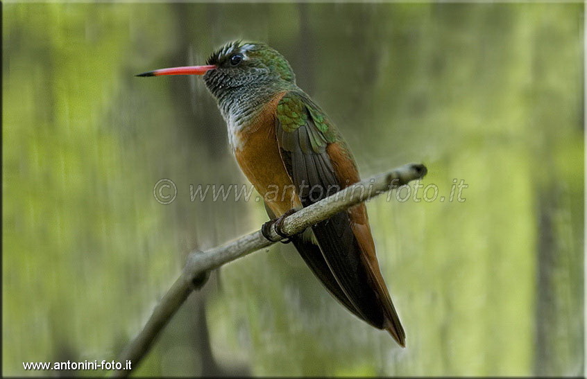 Colibrì