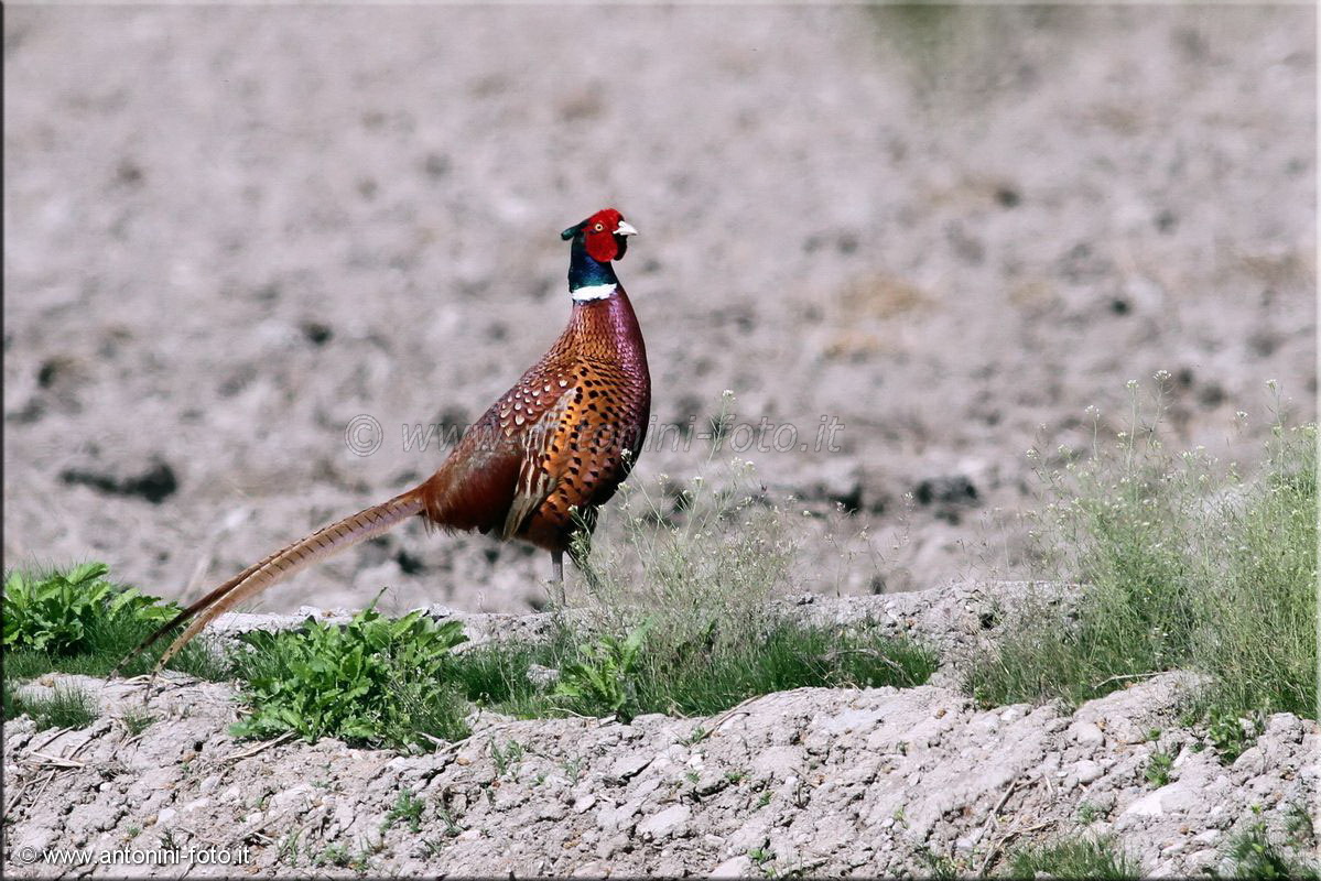 Fagiano