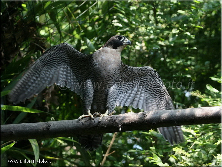 Falco Pellegrino