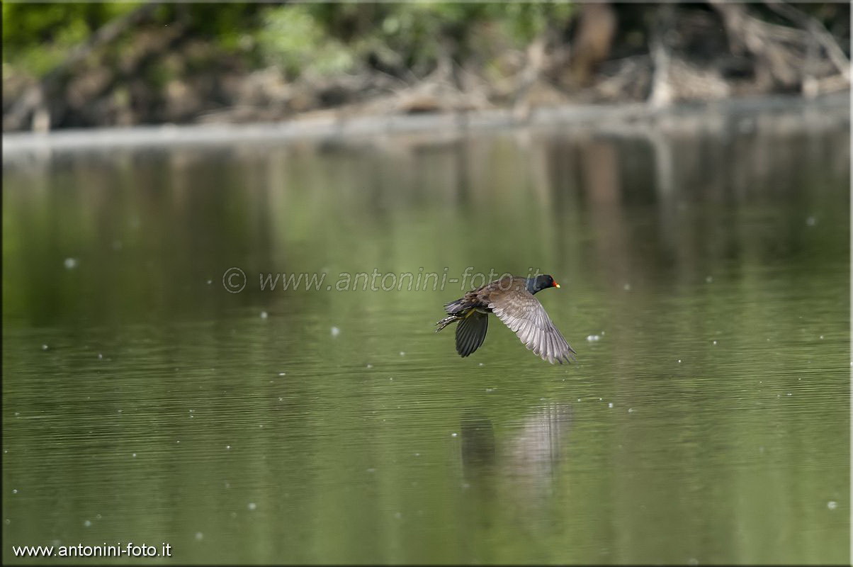 Gallinella d'acqua con pulcino