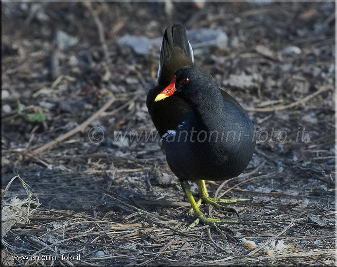Gallinella d'acqua (Maschio)