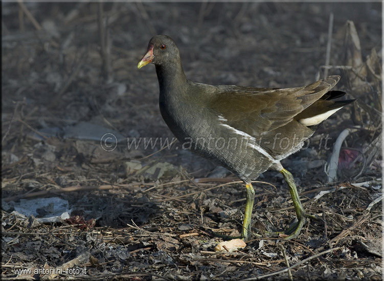 Gallinella d'acqua (Femmina)
