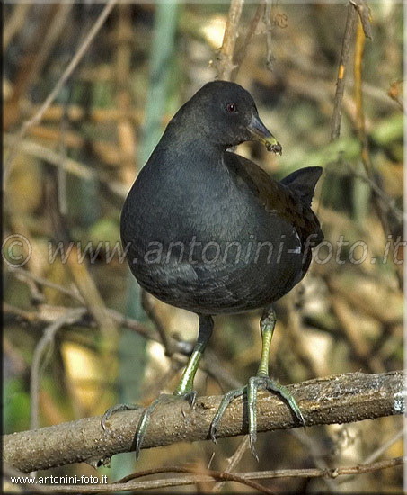 Gallinella d'acqua (Femmina)