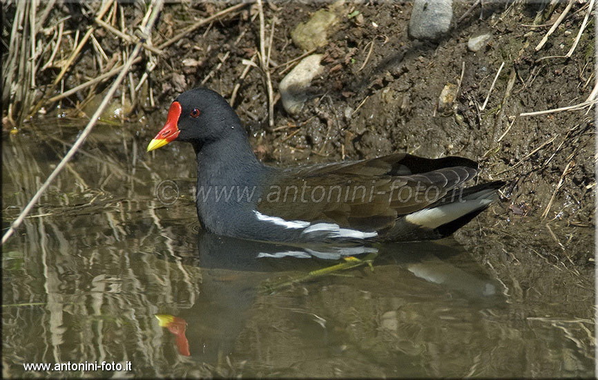 Gallinella