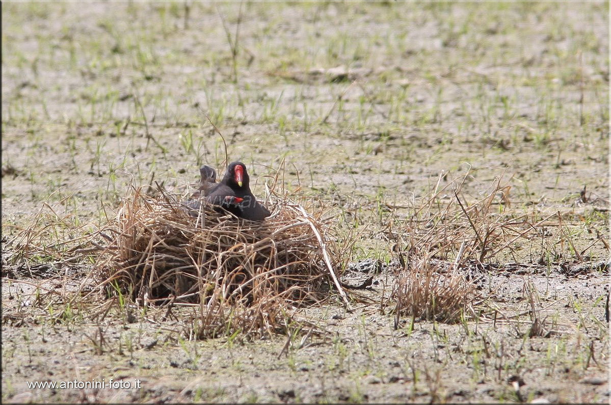 Gallinella d'acqua con pulcino