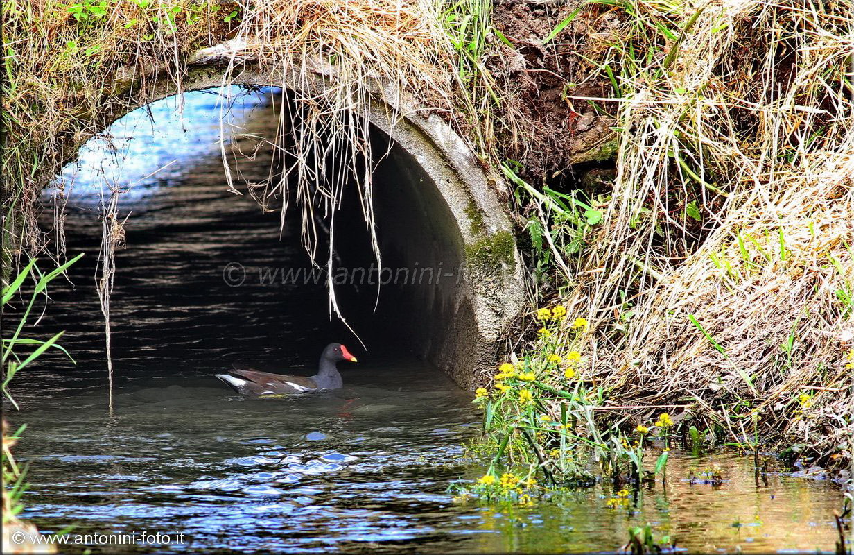 Gallinella d'acqua con pulcino