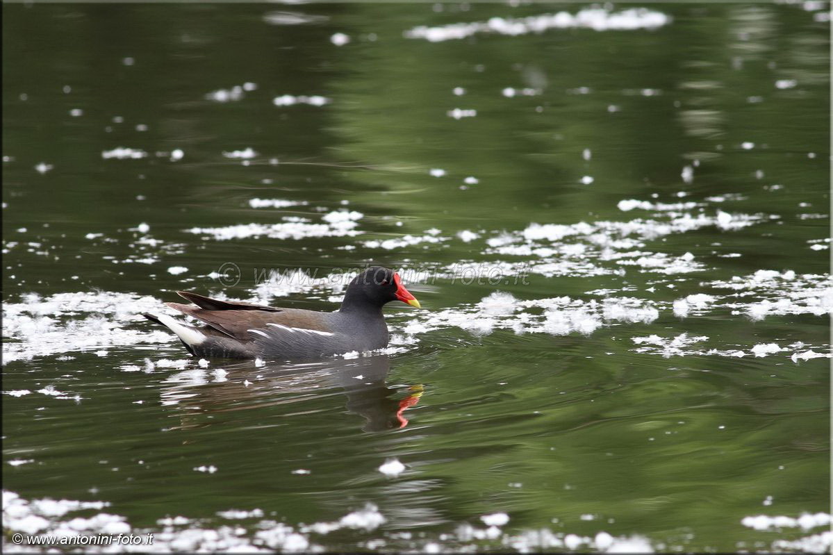 Gallinella d'acqua con pulcino
