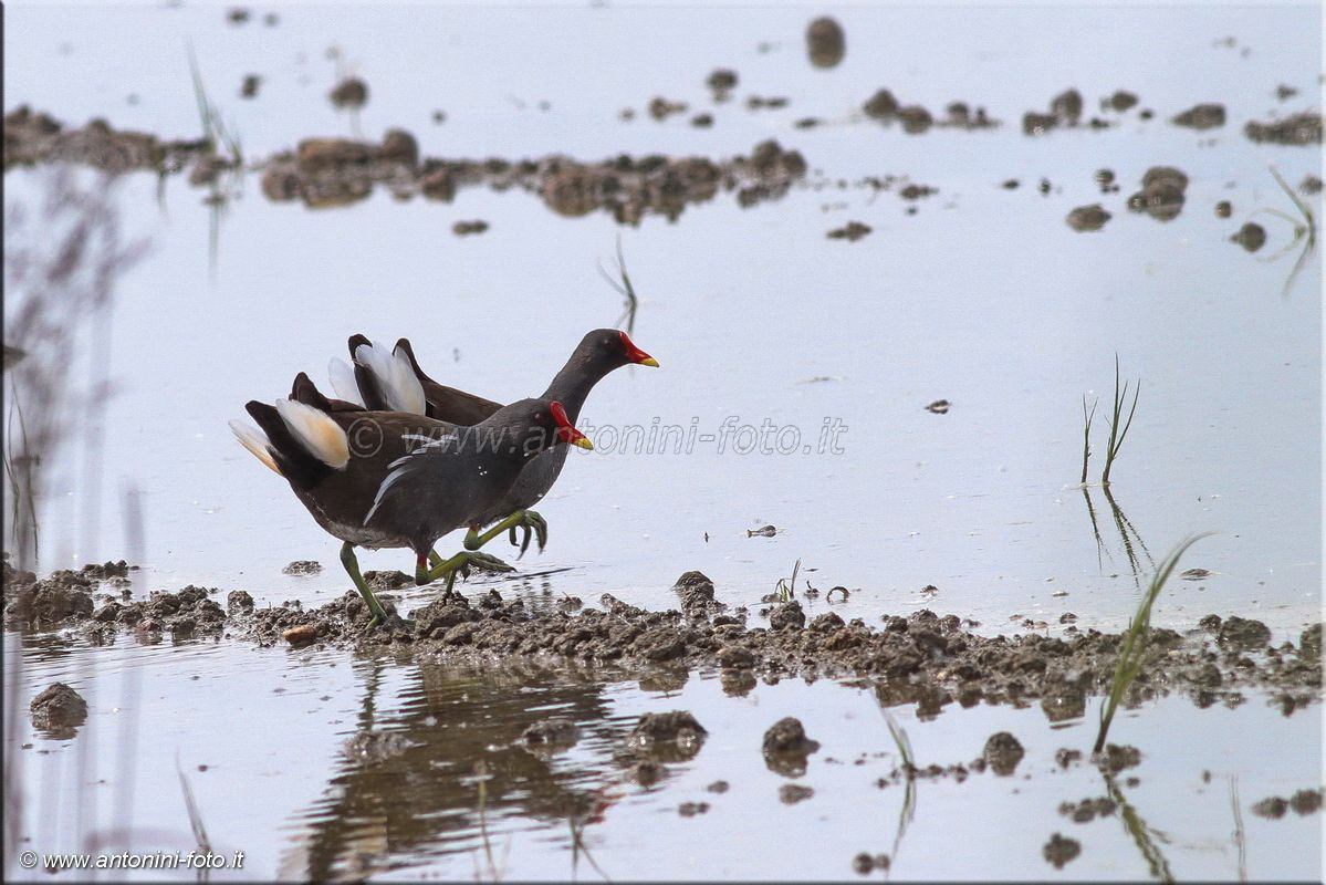 Gallinella d'acqua con pulcino