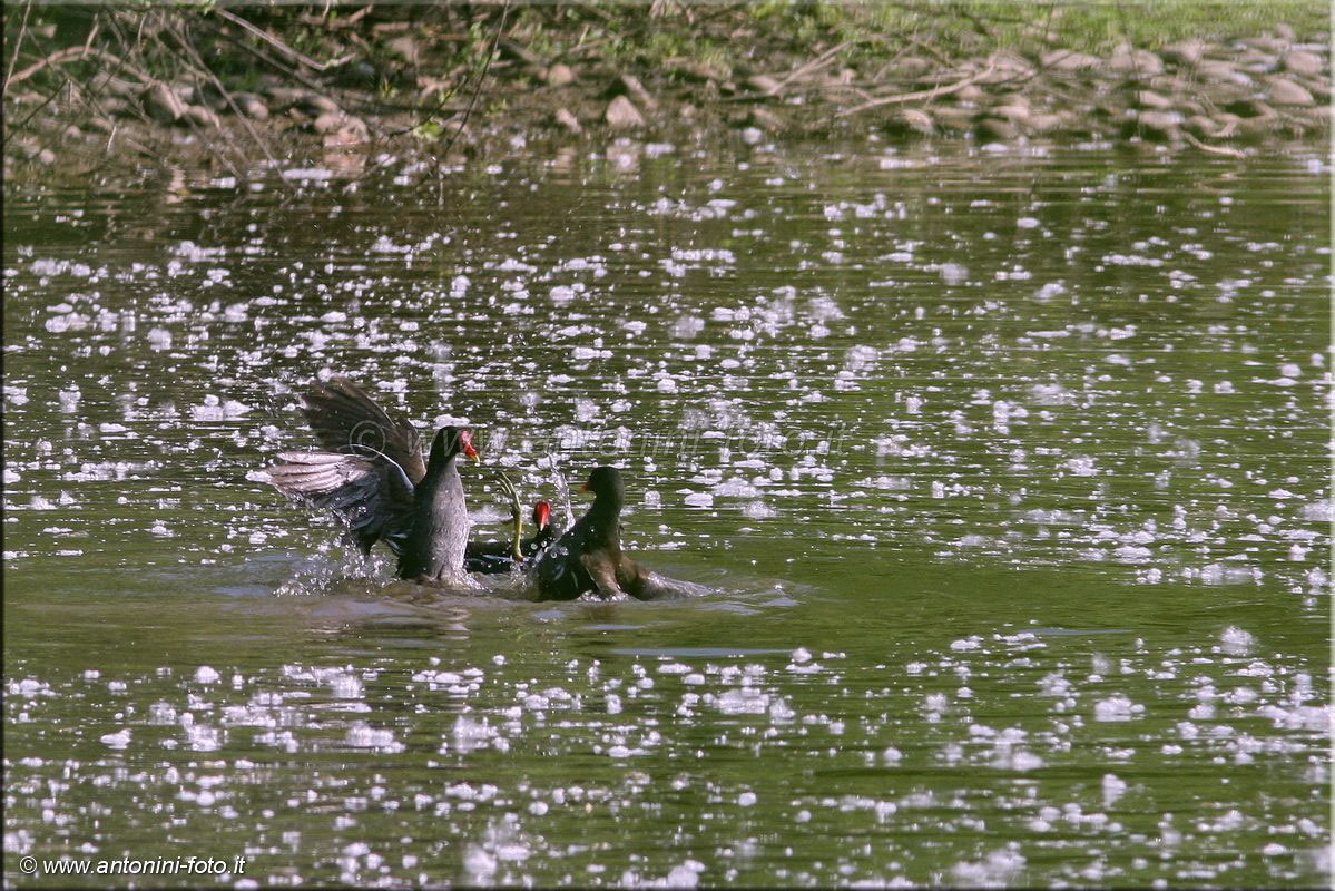 Gallinella d'acqua con pulcino