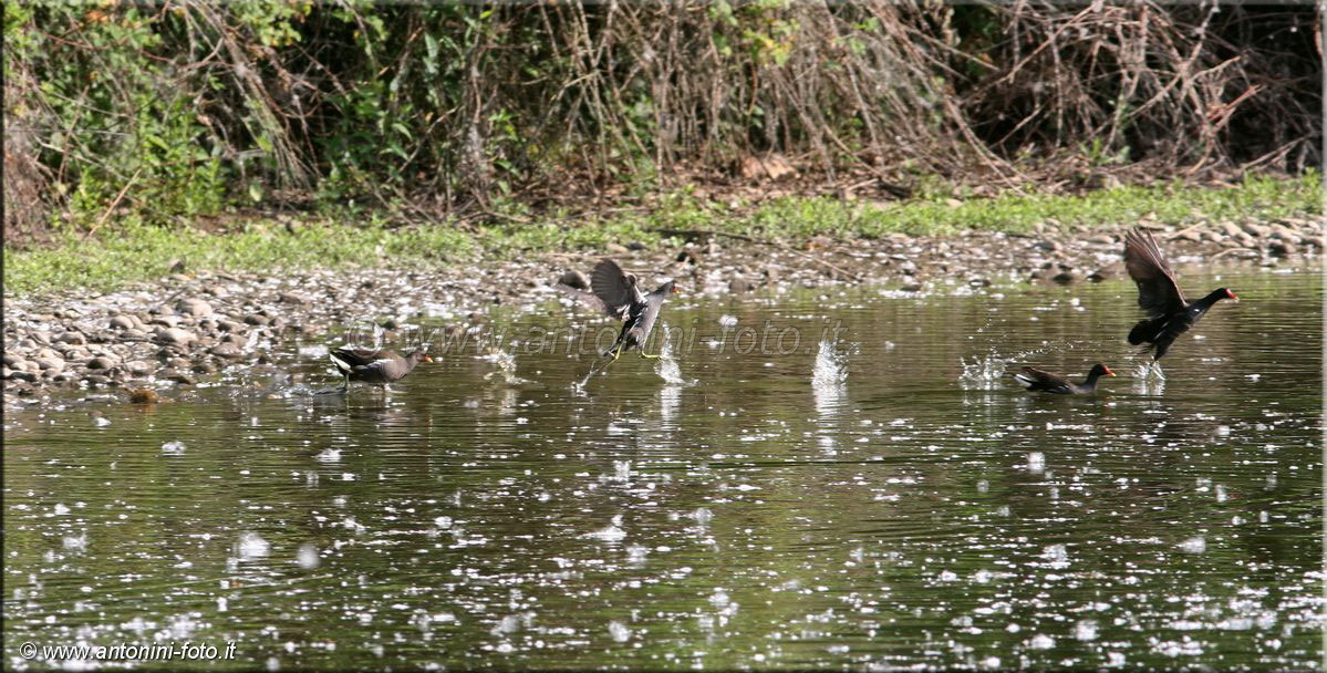 Gallinella d'acqua con pulcino