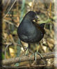 Gallinella
