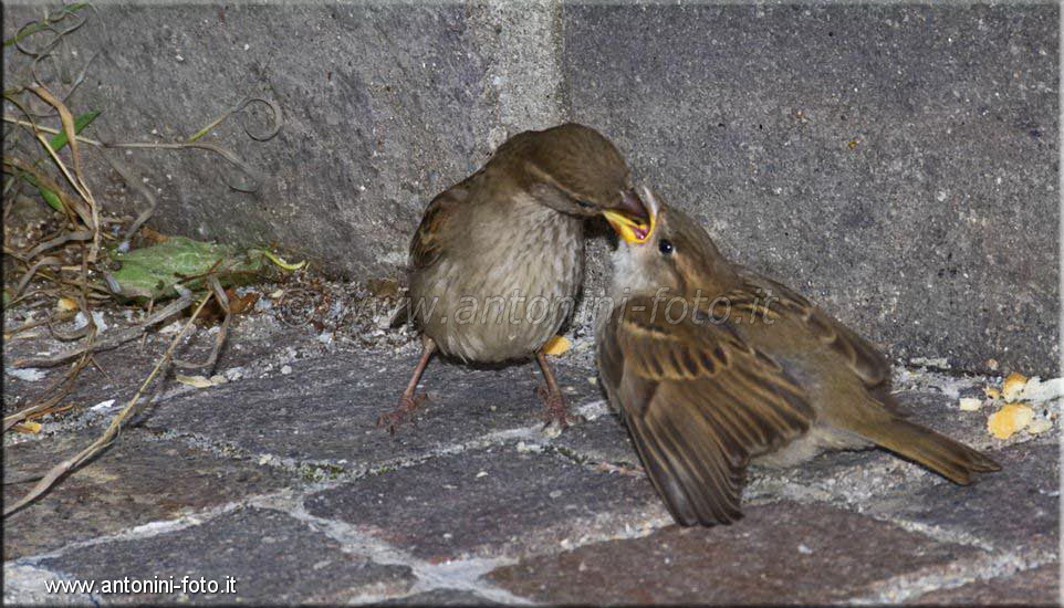 Passero Comune