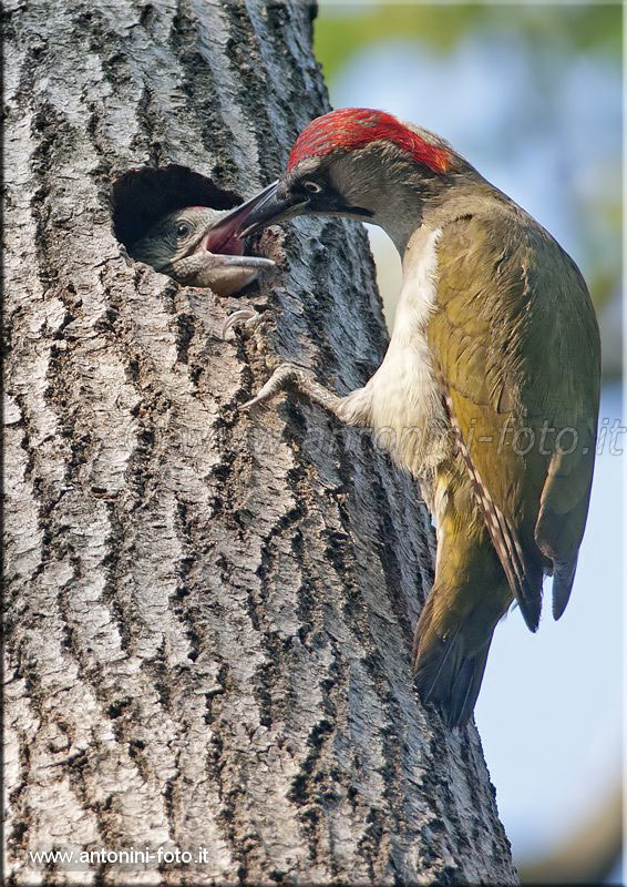 Picchio verde